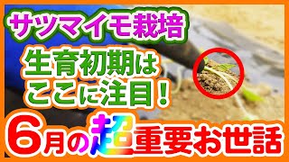 家庭菜園や農園でサツマイモ栽培の生育初期はここに注目！植え付け後のチェックポイントと6月の超重要なお世話を解説！【農園ライフ】