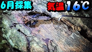 【６月採集】小雨の降る気温１６℃の夜にクワガタ採集をすると？2022.06.07