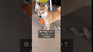 迫力不足の怖い顔 #柴犬 #shiba