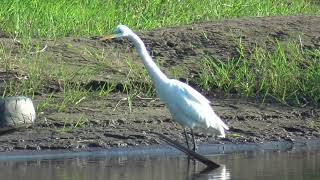 Q0175　Oita River　Was that a dead small fish that was caught twice ?　Great Egret