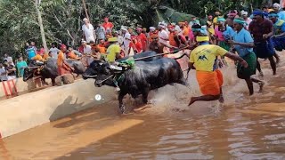 Kambala Start  Hokkadigoli Kambala 2025