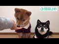 【パピーでも出来たマテの教え方】 生後2ヶ月の柴犬りながすぐ覚えた、マテとオイデの練習の仕方です。犬のしつけ。