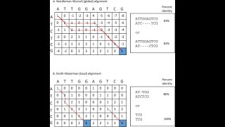 Example: Pairwise Sequence Alignment (Dynamic Programming)