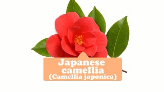 Passion, desire, a courageous death--Japanese camellia