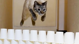 元野良猫の運動神経ハンパないって（汗）