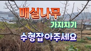 매실나무 가지치기 수형 잡기 #전지전정