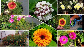 #flowers my winter flower collection మా తోటలో ఉన్న పూల మొక్కలు #winterFlowers #OrgGardener