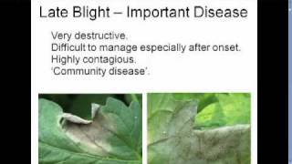 Late Blight Webinar 2010: 1 - Importance of this plant disease