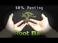 PROGRAM AKAR BONSAI, ROOTBALL 60%PENTING!,Untuk Daya Hidup Keberlangsungan Bonsai mini.