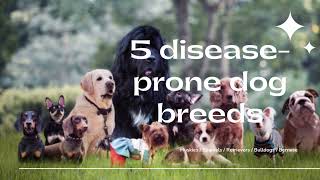 5 Disease-Prone Dog Breeds (and what you can do to mitigate the risk!)