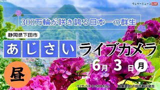 【LIVE】あじさいライブカメラ＠下田公園〜第53回伊豆下田温泉あじさい祭開催中〜 2024年6月3日(月) #あじさい #紫陽花