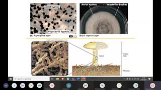 General Characteristics of Fungi by Ms. Chaitanya