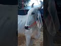 cow eating grass | Ganado suiszo americano | Charolais