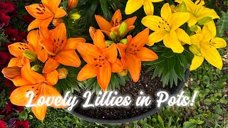 Grow GORGEOUS Lilies in Containers!