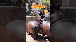 🙀See all Your Favourite Animals at Thrissur ZOO in 60sec🦁 #kerala #animallover