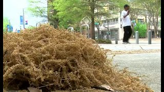 ‘Pollen’s awful’: High pollen count sparking uptick in doctor visits