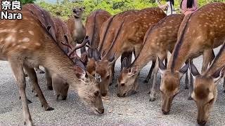 奈良一日游～Nara Park～奈良小鹿～东大寺～