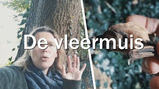 De vleermuis - Juf in de natuur