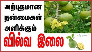 வில்வ இலை | Vilvam Leaves |Bilva Leaves | Bilva Fruit | Bael Tree | Bael Fruit | Bael Fruit Juice