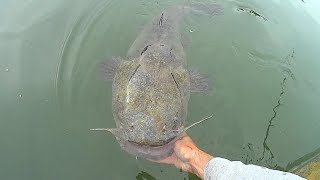 Springtime Fishing For Big Catfish and Striped Bass