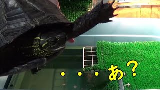 【クサガメ】寝起きのもじお【セキセイインコ】