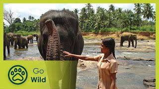 Chandani - The Daughter of the Elephant Whisperer - Go Wild