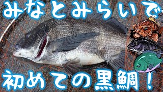 東京湾奥横浜　みなとみらいでヘチ釣り！初めて黒鯛釣れました！