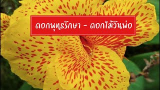 ดอกพุทธรักษา ดอกไม้สัญลักษณ์วันพ่อ | ดอกไม้วันพ่อ | ดอกไม้สัญลักษณ์วันพ่อ | ดอกไม้วันพ่อแห่งชาติ