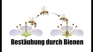 Bestäubung durch Bienen - Einfach für Kinder erklärt!