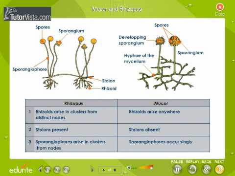 Bacteria And Fungi - YouTube