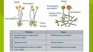 Bacteria and Fungi