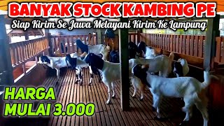 Kambing PE Harga Ekonomis Dara \u0026 Indukan Sudah K4w1n4n 2025