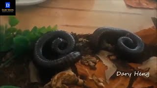 សត្វម្រើមព្រះ | Millipede Pet