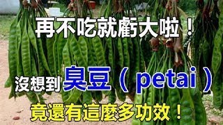 看完再不吃就虧大啦！沒想到臭豆（petai）竟還有這麼多功效！