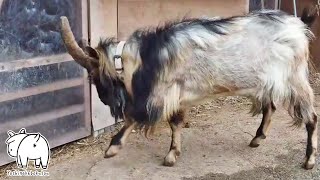 攻撃的な面も現れ始めたオスヤギの「てん」　2023年5月14日 goat farm 吉がけ牧場