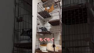 もぐもぐしている所を見守る動画 #猫 #cat #子猫 #もぐもぐタイム