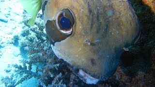 【ドアップ！　ヒトヅラハリセンボン！】【 Black-blotched porcupinefish！】