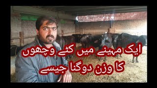 ایک ماہ میں کٹے دگنا وزن صحت اور چمک میں شاندار اضافہ|fatteningfarming|fatteningfeed|گوشت والا ونڈہ