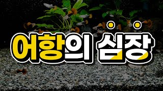 방치된 어항에서의 새우 폭번｜어항의 인공심장