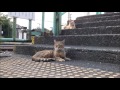 鶴見線扇町駅の可愛い猫たち