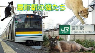 鶴見線扇町駅の可愛い猫たち