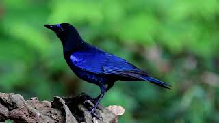 MALABAR WHISTLING THRUSH while foraging ...Thattekad, Kerala