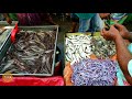 jatrabari wholesale fish market largest wholesale fish market in the city of dhaka bangladesh