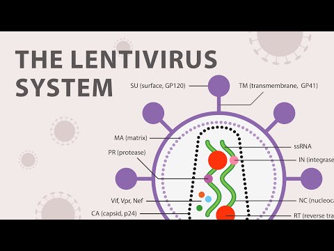 Why can lentivirus infect non dividing cells?