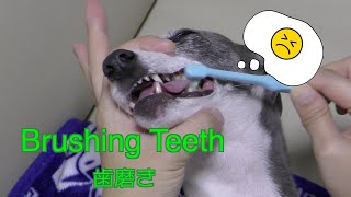 Japanese Italian Greyhound: Brushing Teeth（イタグレの歯磨き）