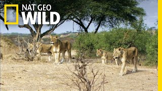 Lion vs. Giraffe: Who Will Win? | Lion Kingdom