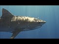 A beautiful Tiger Shark making a pass through the dive