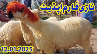 Nari Farm sheep mandi ki update Village Goat Farm  (12.01.2025)