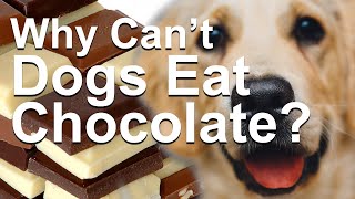 Why is Chocolate Bad for Dogs?