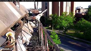 L4 Fledges! Final Cornell Red-tailed Hawk Nestling Takes Its First Flight. June 19, 2022